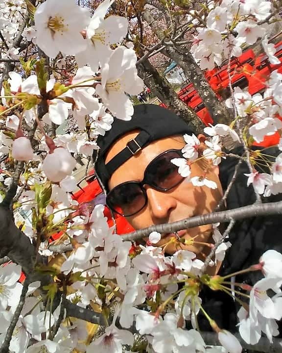 重松隆志さんのインスタグラム写真 - (重松隆志Instagram)「そして、京都。八坂神社。 もう散るのんか。 #撮影 #映画 #京都 #桜」4月15日 15時15分 - shige_man_