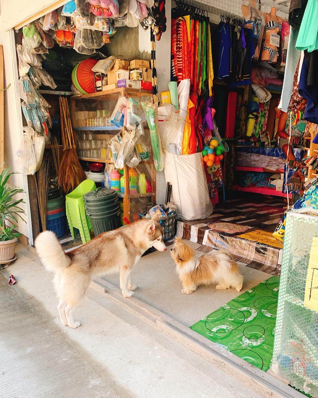 志摩夕里加のインスタグラム：「🐶🐕🐶🐕 可愛すぎるー😍😍 この後、バトってた🤣💦 ・ ・ #エルニド #elnido #palawan #ワンだふる #犬 #dogs #dogstagram #Philippine #フィリピン #いぬ部 #🐕 #🐶 #🐶🐕 #可愛い犬」