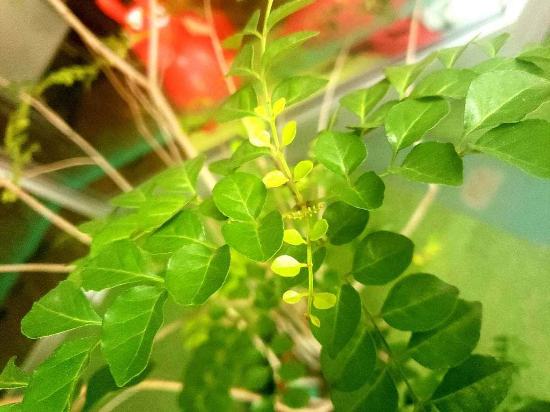 crie style クリエすずき建設のインスタグラム：「柏ショールーム前に置いている植物から、 新芽が芽吹いてきました♡ 一つだけでなく、数ヶ所に( ˘ω˘ )♪ 当たり前のことなのですが、 植物も生きているんだな~と実感。 それに、植物の新芽も 赤ちゃんみたいでカワイイんですよね🌱  柏ショールームより、『春』 のお便りでした('ω')ノ 『緑』 も、とってもキレイだな~♪ (広報 丸山） #新芽#植物 #春#春のお便り #緑#自然 #バリアフリー#セカンドライフ #ユニバーサルデザイン #新築#注文住宅 #リノベーション#リフォーム #ライフスタイル#住まいづくり #楽しく人生をデザイン #criestyle#クリエスタイル #crie#クリエ #すずき建設#クリエすずき建設 #クリエすずき #工務店#柏市#柏」