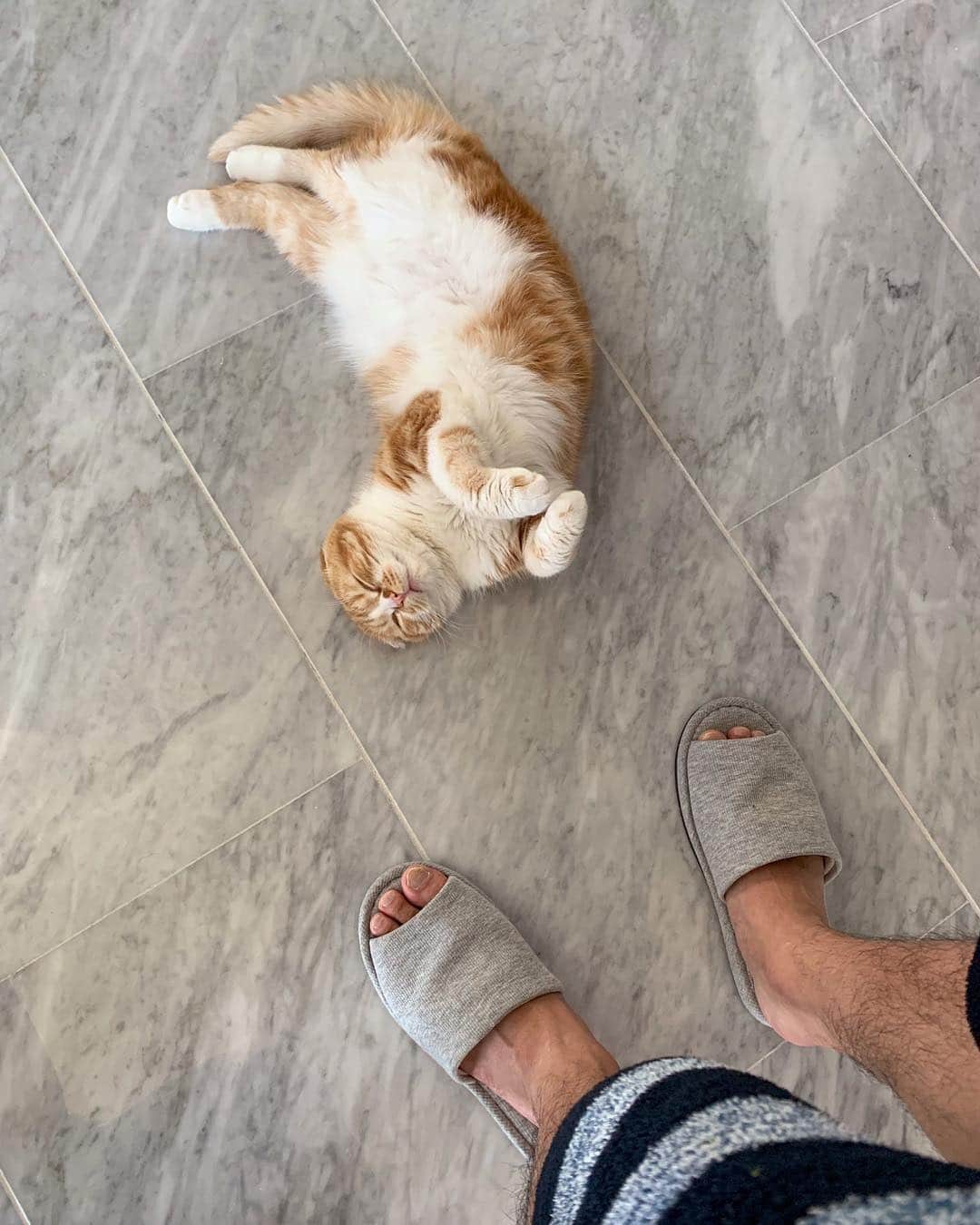HIKAKINのインスタグラム：「僕の分まで毎日寝てくれてる、まるお  #猫 #ねこ #ネコ #まるお #かわいい」