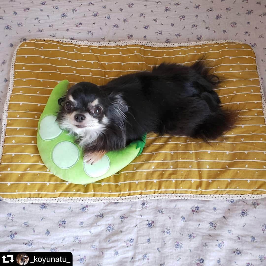 iDog&iCatさんのインスタグラム写真 - (iDog&iCatInstagram)「🛏 こんにちは🌞 本日は、モニター企画からの当選者の方のお写真を紹介します！ ・ @_koyunatu_ 様のお写真です！ ・ マットに座ってしっかりカメラ目線、ありがとうございます✨ ピローに添える手まで、全てが可愛いです😍 気に入っていただける柄で良かったです♪ 今年の夏はひんやりマットとピローで快適に過ごしてくださいね🥰 ・ repostでは一枚のみの掲載になりますが、他にもたくさんのお写真を投稿いただいています。 是非ご覧ください★ ・・・ ＊ ＊ @idogicat さまより頂きました♡ #idogsnsモニター応募 で見事に抽選で当選♡ コユキちゃんありがとう♡ 嬉しいです♡ ＊ モニターはひんやりマットです(*´ 艸｀) なんか枝豆？が目立ってますが(*´ 艸｀) マットはストライプスターのマスタードです。 飽きの来ない柄が好きなのでシンプルだけど好きな感じ♡ ひんやりマットですがかなりしっかりしていてすごく重宝しそう♡ 触り心地もいいです♡ ちなみに枝豆は非売品だそうで嬉しいなー(*ˊᵕˋ*)♡ 大切に使おうと思います♡ ありがとうございました⁽⁽٩(๑˃̶͈̀ ᗨ ˂̶͈́)۶⁾⁾ ＊ ＊ ＊ #idogicat #idog #クールマットモニター  #チワワ #ちわわ  #わんこなしでは生きていけません会 #犬好きな人と繋がりたい  #多頭飼い  #今日のうちの子🐶🐱 #サンデイ #pecoいぬ部  #わんこカメラ部  #ファインダー越しの愛犬  #todayswanko  #dole #ハッピープレミアム  #こゆなつ当選品 ＊ ＊ 🐾🐶today's model🐶🐾 実愛♀ 🎂2013.2.14 6歳」4月15日 15時30分 - idogicat