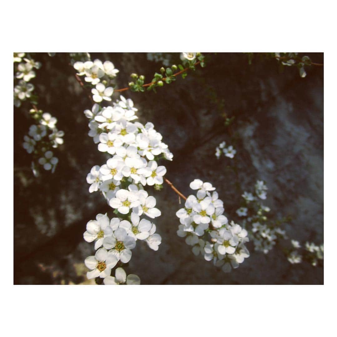 花村怜美のインスタグラム：「#雪柳 #ユキヤナギ #花 #植物 #自然 #spiraea #flower #flowers #flowerstagram #nature #plants #sunny #white #pretty #japan」