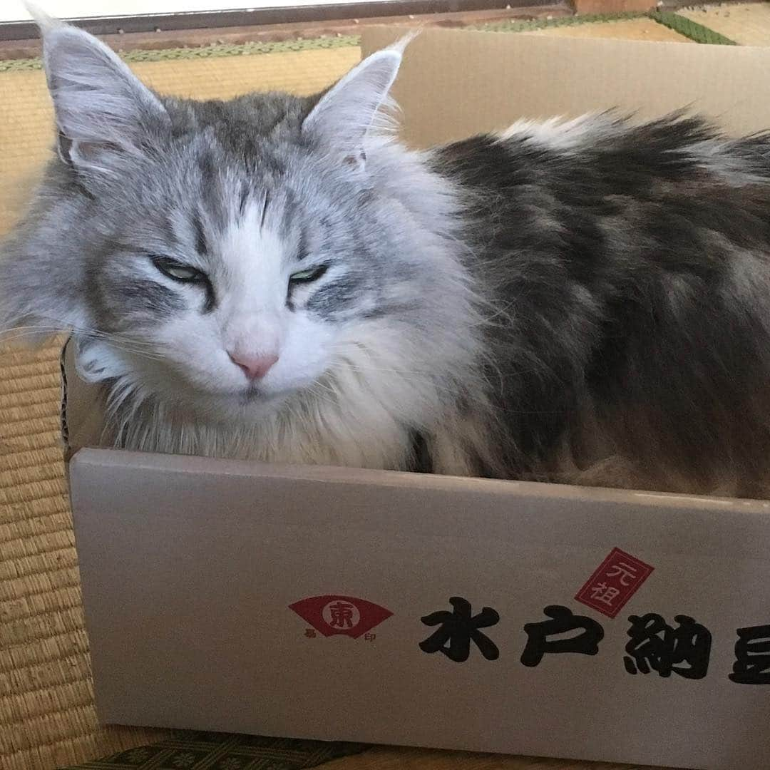 lululukululuさんのインスタグラム写真 - (lululukululuInstagram)「うちの子  l u lu 🐱🌸 ちっちゃくない？ #ねこ＃ネコ#猫＃cat」4月15日 15時45分 - tajitajicat