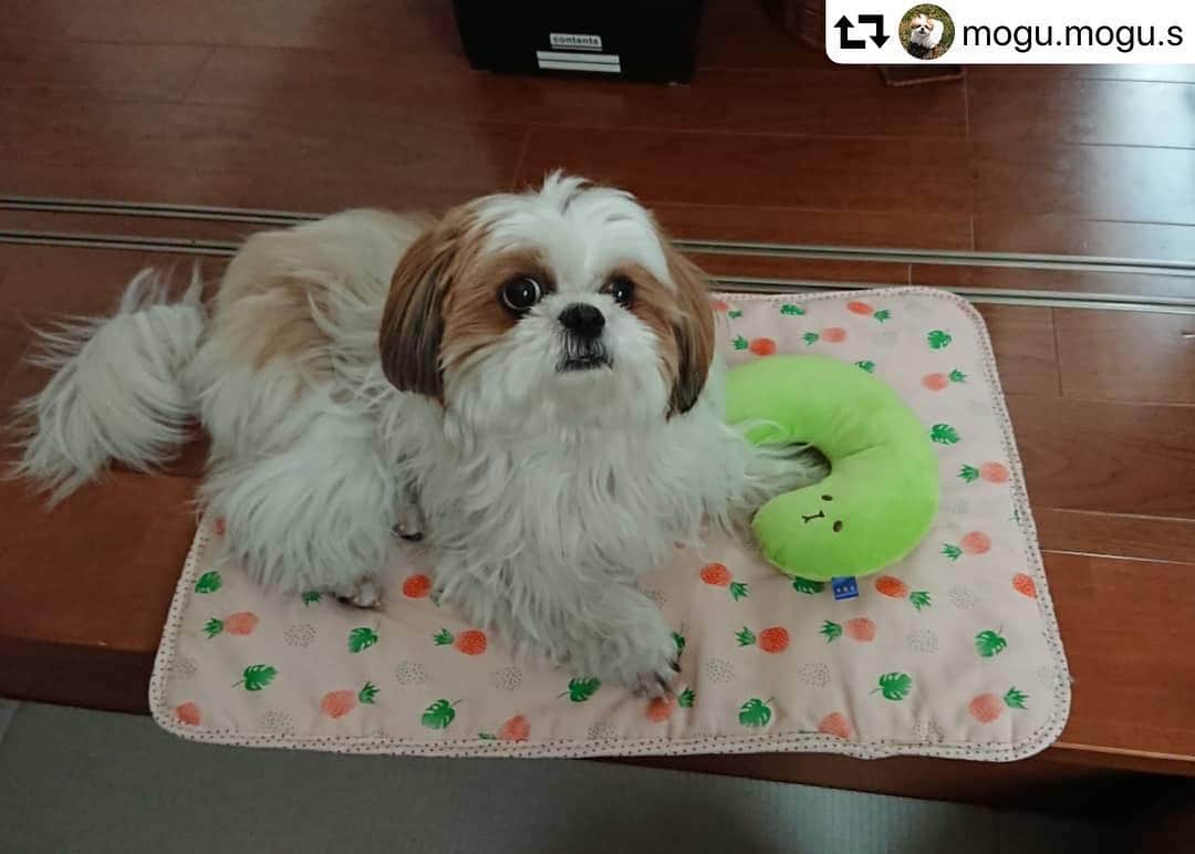 iDog&iCatさんのインスタグラム写真 - (iDog&iCatInstagram)「🛏 引き続き、モニター企画からの当選者の方のお写真を紹介します！ ・ @mogu.mogu.s 様のお写真です！ ・ カメラ目線のナイスショット、ありがとうございます✨ パイナップル柄は夏らしさもあり、より涼し気な雰囲気になると思います😊 暑い日も、ひんやりマットを使って大好きな日向ぼっこをたくさんしてくださいね♪ ・ repostでは一枚のみの掲載になりますが、他にもたくさんのお写真を投稿いただいています。 是非ご覧ください★ ・・・ 🐶✨🎁✨ 先日当選した @idogicat さんの#ひんやりマット が届きました～！ ありがとうございます✨ 一面は可愛いパイナップル柄🍍 もう一面はキルティングのひんやり素材🌟 試しに触ってみたら本当にひんやりで、この夏から大活躍しそうです😍 日向ぼっこ好きなもぐの為に窓際に置いてます🐶 . もぐは新しい物好きなので早速、緑色のピローをおいかけまわしてます😅 . . #iDogiCat #iDog #クールマットモニター #iDogウェアスタイル  #もぐ #シーズー #犬 #ふわふわ #ふわもこ #シーズーlove #シーズー大好き部 #いぬすたぐらむ #mogu #shihtzu #dog #fluffy #shihtzugram #shihtzulovers #instashihtzu #inutokyo #inutome #rakutenpet」4月15日 16時04分 - idogicat