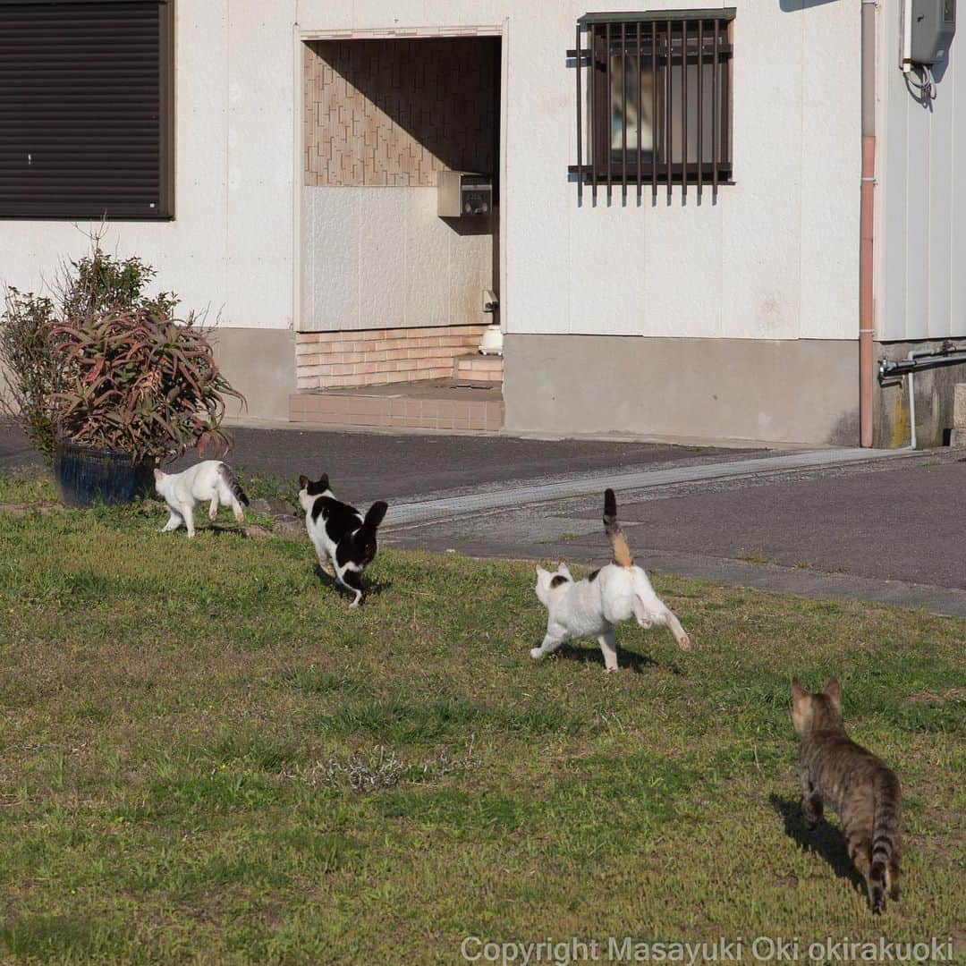 Masayukiさんのインスタグラム写真 - (MasayukiInstagram)「競走。  #cat #ねこ」4月15日 16時11分 - okirakuoki