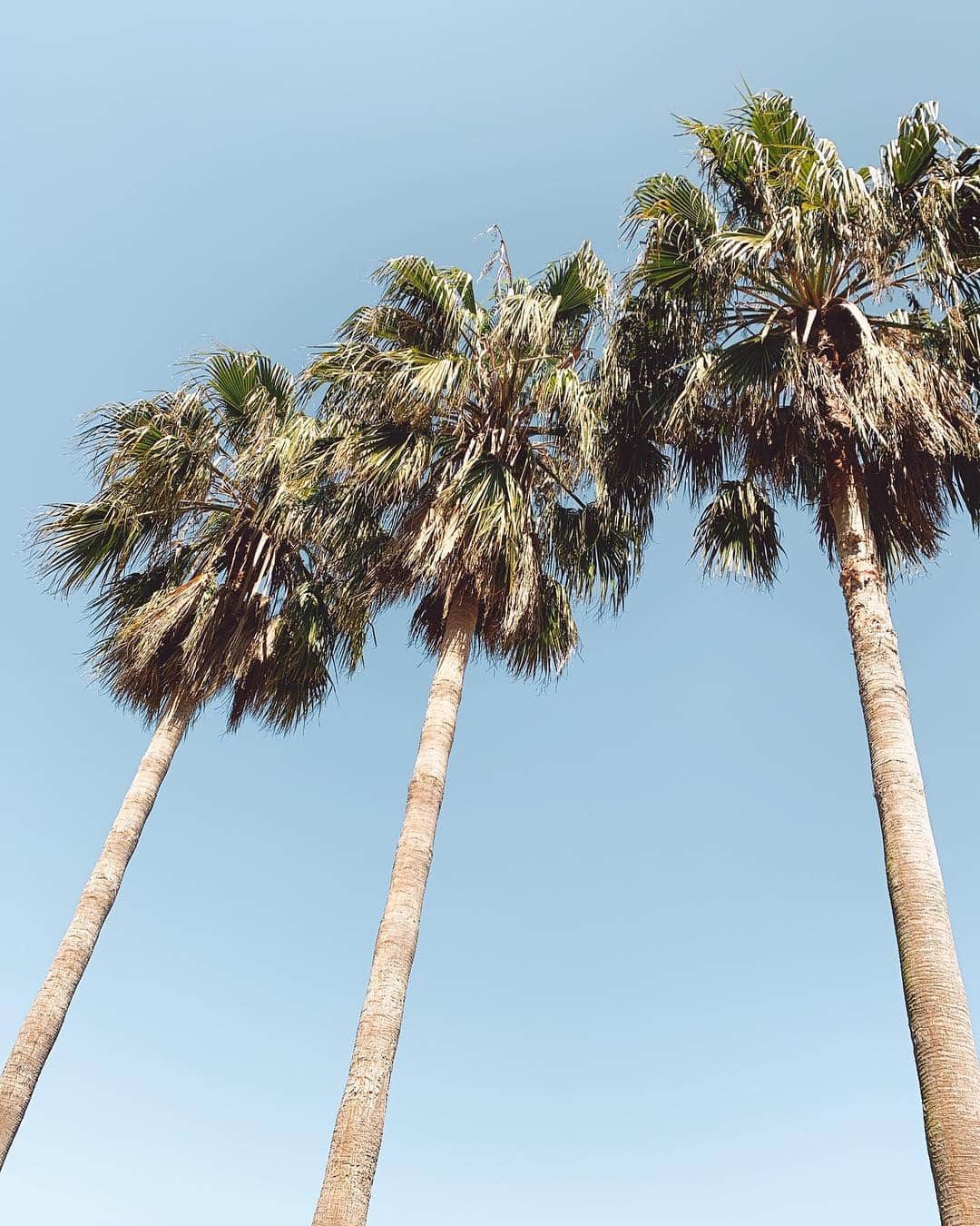 ユミ さんのインスタグラム写真 - (ユミ Instagram)「🌴🌴🌴﻿ ﻿ 良い天気すぎるー🙌🏾﻿ トレーナー1枚で歩けるなんて﻿ 幸せー😆❤️🌈﻿ ヤシも気持ちよさそう〜☀☀ ﻿ #palmtrees ﻿ #ワシントンヤシ ﻿ #🌴」4月15日 16時20分 - yuminchu1029