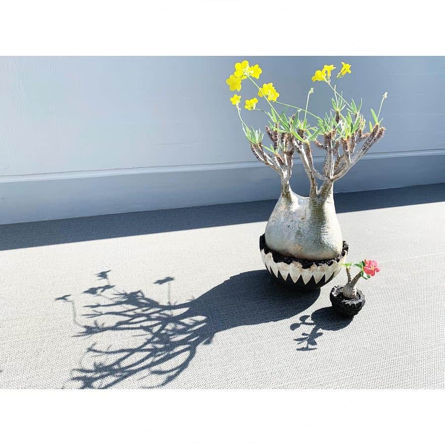 佐田正樹さんのインスタグラム写真 - (佐田正樹Instagram)「天気いいけん日光浴させとる。  #パキポディウム #グラキリス #ウィンゾリー #caudex  #invisibleink  影も映える。」4月15日 16時37分 - satakisama