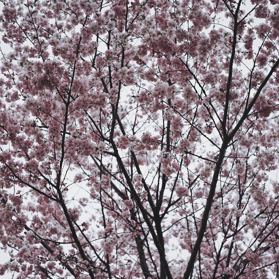 市川渚さんのインスタグラム写真 - (市川渚Instagram)「Sakura in full bloom🌸﻿ ﻿ ﻿ ﻿ 千本の桜が咲き誇る赤城南面千本桜。満開でした。しかし楽しい週末だったなあ。 ﻿ ﻿ #sakura#cherrybloosom#満開の桜#🌸#桜#赤城南面千本桜#sonya#a7ii#voigtlander#nokton35mm」4月15日 16時31分 - nagiko