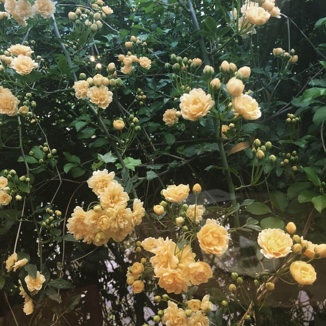 journaleatripさんのインスタグラム写真 - (journaleatripInstagram)「wood rose  木工薔薇の季節 お店を開いた当初は 外から歩いてくると何事かと思うくらい 一面黄色い壁紙となっていた。 今は外の壁側はずいぶんと刈られてしまいましたが テラスの内側からの眺めが特等席🌼」4月15日 16時45分 - eatripjournal