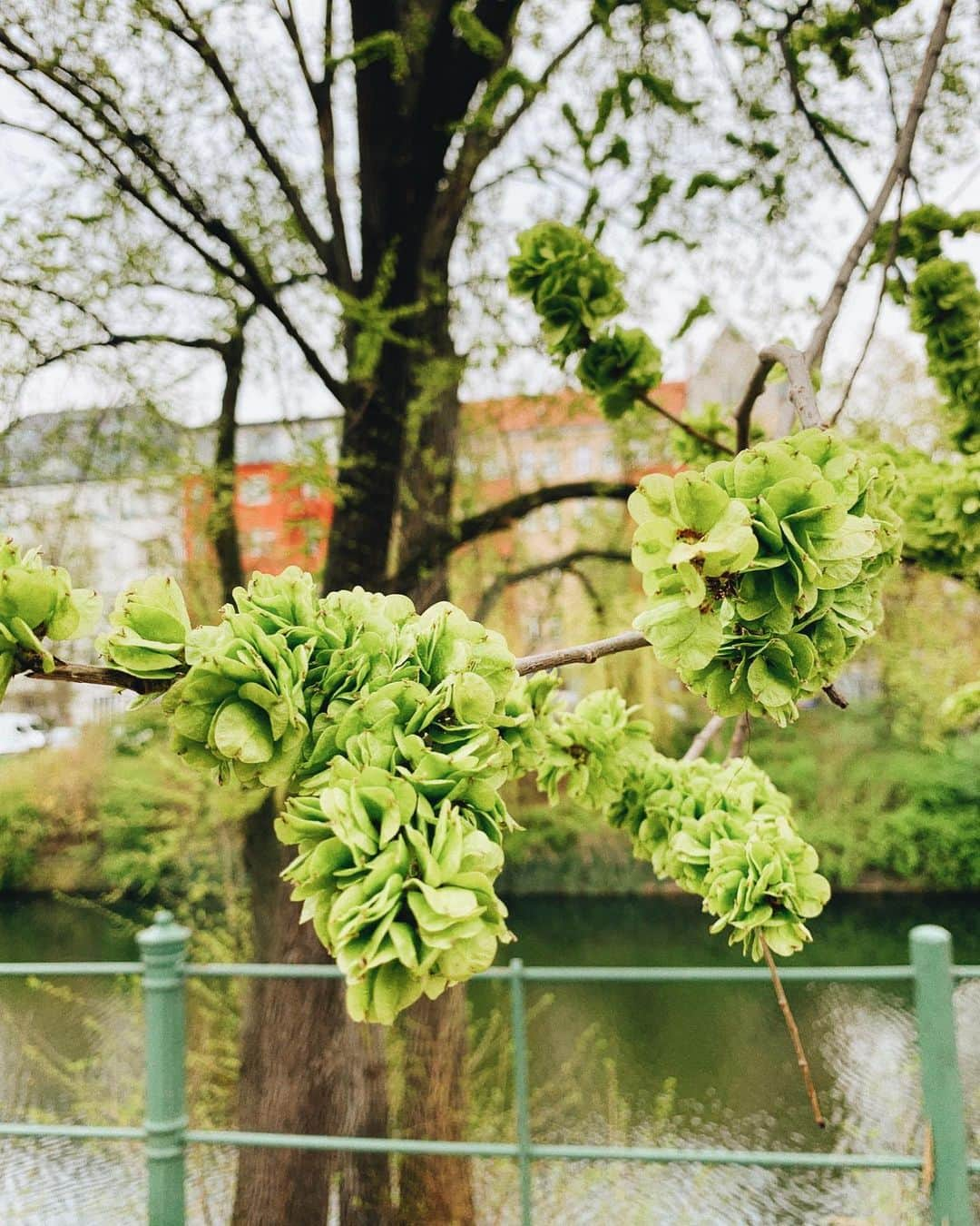 STIL IN BERLINさんのインスタグラム写真 - (STIL IN BERLINInstagram)「Heeeeey tree. #heytea #vanjie #springinberlin」4月15日 16時42分 - stilinberlin