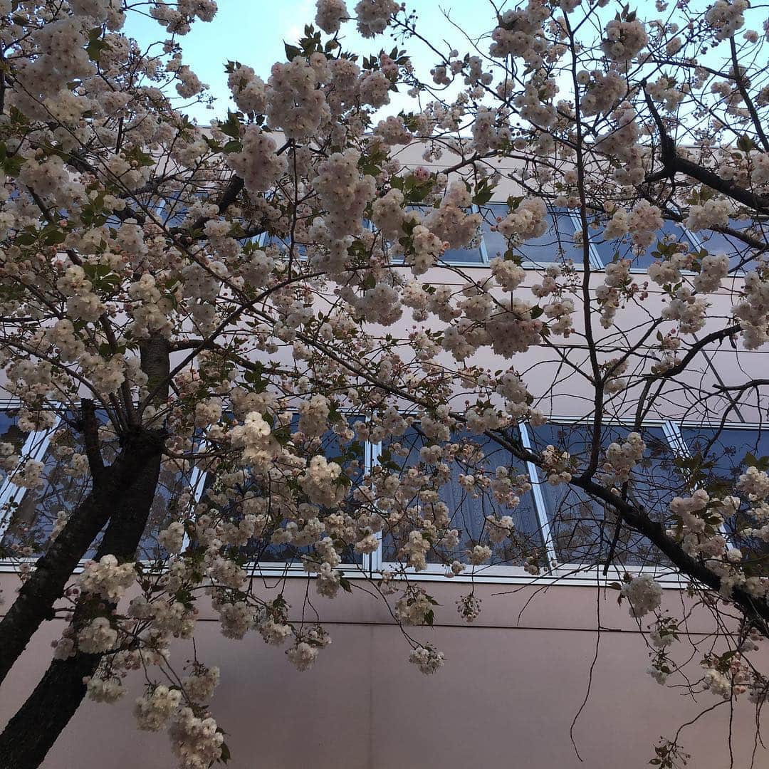 荻原和歌さんのインスタグラム写真 - (荻原和歌Instagram)「まだまだまだよー、という感じで八重桜が見頃です。 しかししかし、足元にも愛らしいのがたくさん咲いている春。」4月15日 16時43分 - ogiwaka