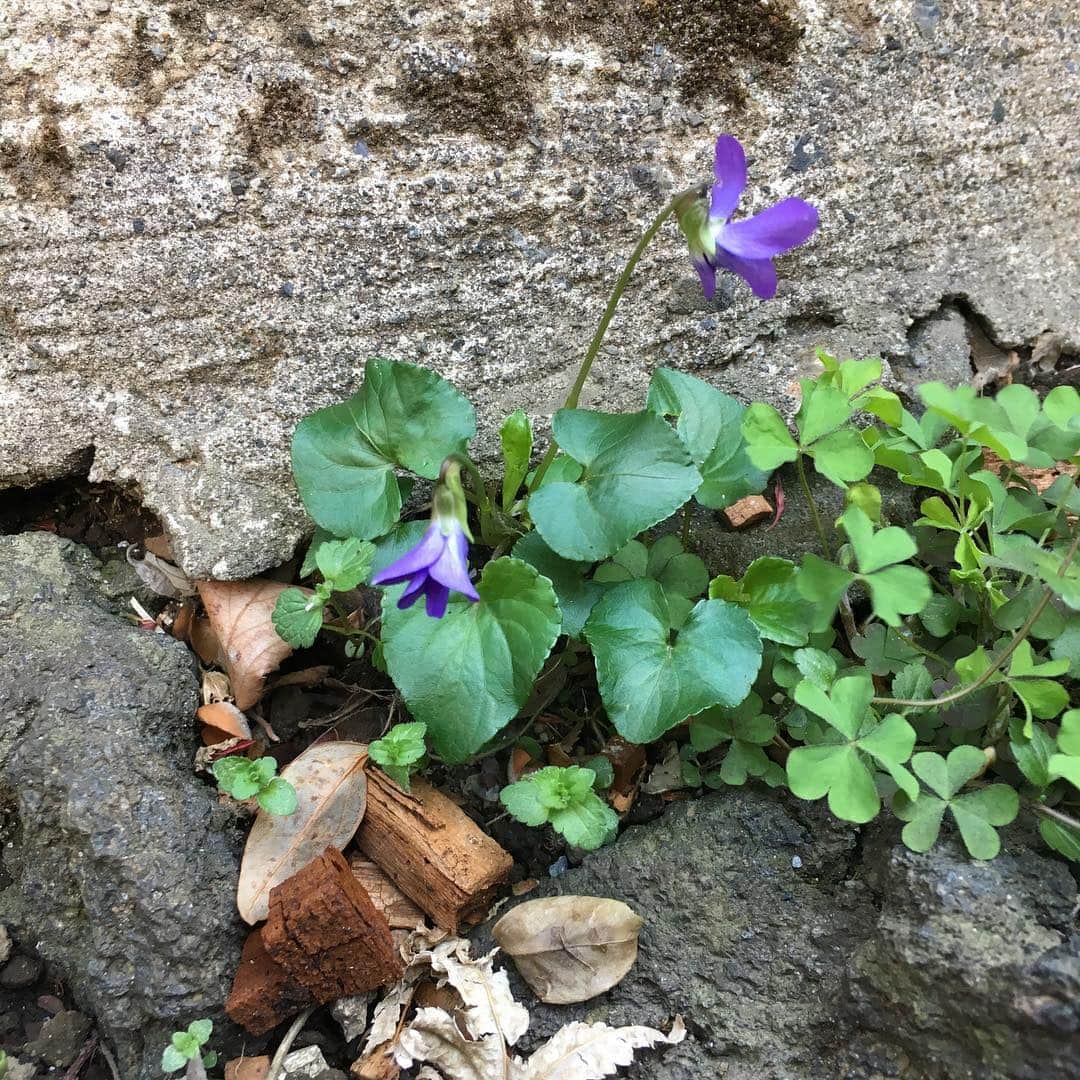 荻原和歌のインスタグラム：「まだまだまだよー、という感じで八重桜が見頃です。 しかししかし、足元にも愛らしいのがたくさん咲いている春。」