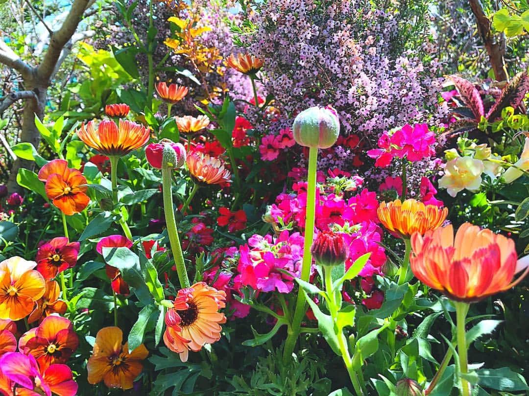 のインスタグラム：「#🌼 #💐 #flower #flowers #꽃 #花 #fiore #tokyo #japan」
