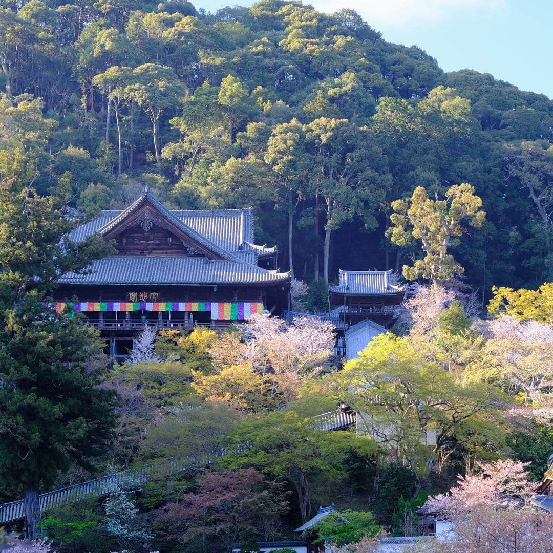 奈良 長谷寺 / nara hasederaさんのインスタグラム写真 - (奈良 長谷寺 / nara hasederaInstagram)「#八重桜 が咲き始めました。  The cherry blossoms of @hase_dera are not over yet!  #長谷寺 #奈良長谷寺 #総本山長谷寺 #花の御寺 #奈良 #hasedera #hasederatemple #temple #japan #japanesetraditional #pilgrimage #nara #tourism #sightseeing #japanesetemple #西国 #西国三十三所 #霊場 #巡礼 #四寺巡礼 #やまとびとツアーズ #長谷寺が好き #うましうるわし奈良」4月15日 16時48分 - hase_dera