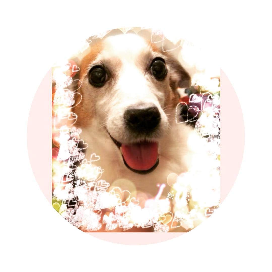 里美ゆりあのインスタグラム：「愛犬マーティーが享年17年２０１９年４月１３日天国へ。 沢山のありがとうと感謝でいっぱいです。 #愛犬#ジャックラッセルテリア#マーティー#ありがとう#感謝」