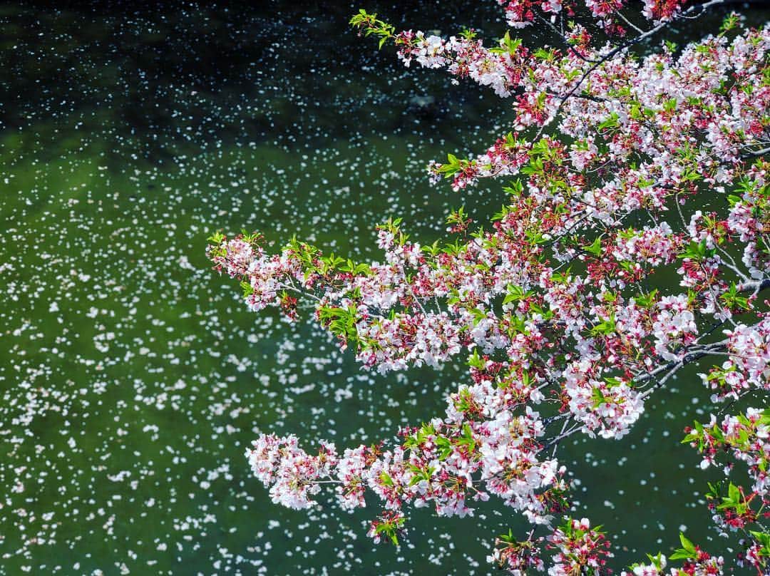 三倉佳奈さんのインスタグラム写真 - (三倉佳奈Instagram)「この時期の桜も綺麗。 散った花びらが川を埋めてます🌸  #目黒川の桜 #満開時は来られずに今日が初✨ #どの時期の桜もいいね☺︎ #川面の桜 #葉桜 #spring #bluesky #ぽかぽか陽気 🌈」4月15日 17時00分 - kana_mikura0223