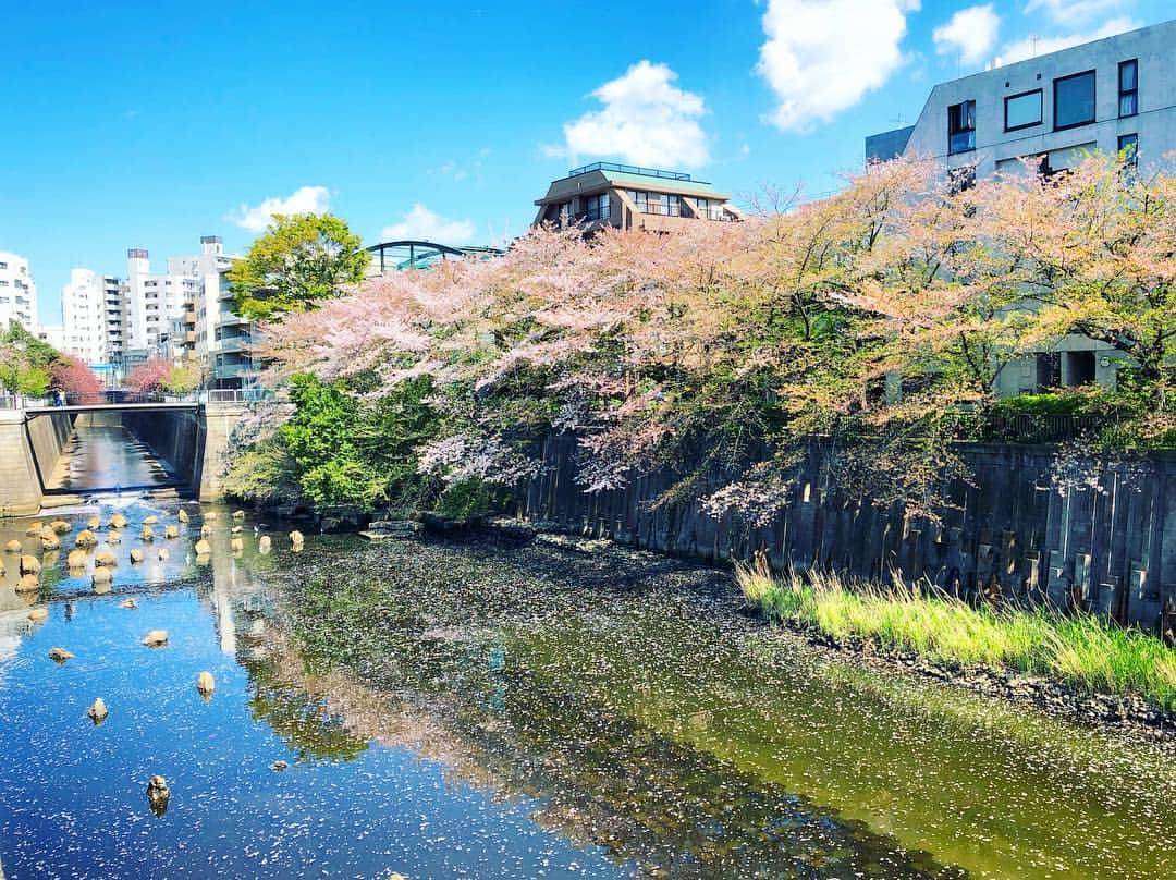 三倉佳奈さんのインスタグラム写真 - (三倉佳奈Instagram)「この時期の桜も綺麗。 散った花びらが川を埋めてます🌸  #目黒川の桜 #満開時は来られずに今日が初✨ #どの時期の桜もいいね☺︎ #川面の桜 #葉桜 #spring #bluesky #ぽかぽか陽気 🌈」4月15日 17時00分 - kana_mikura0223