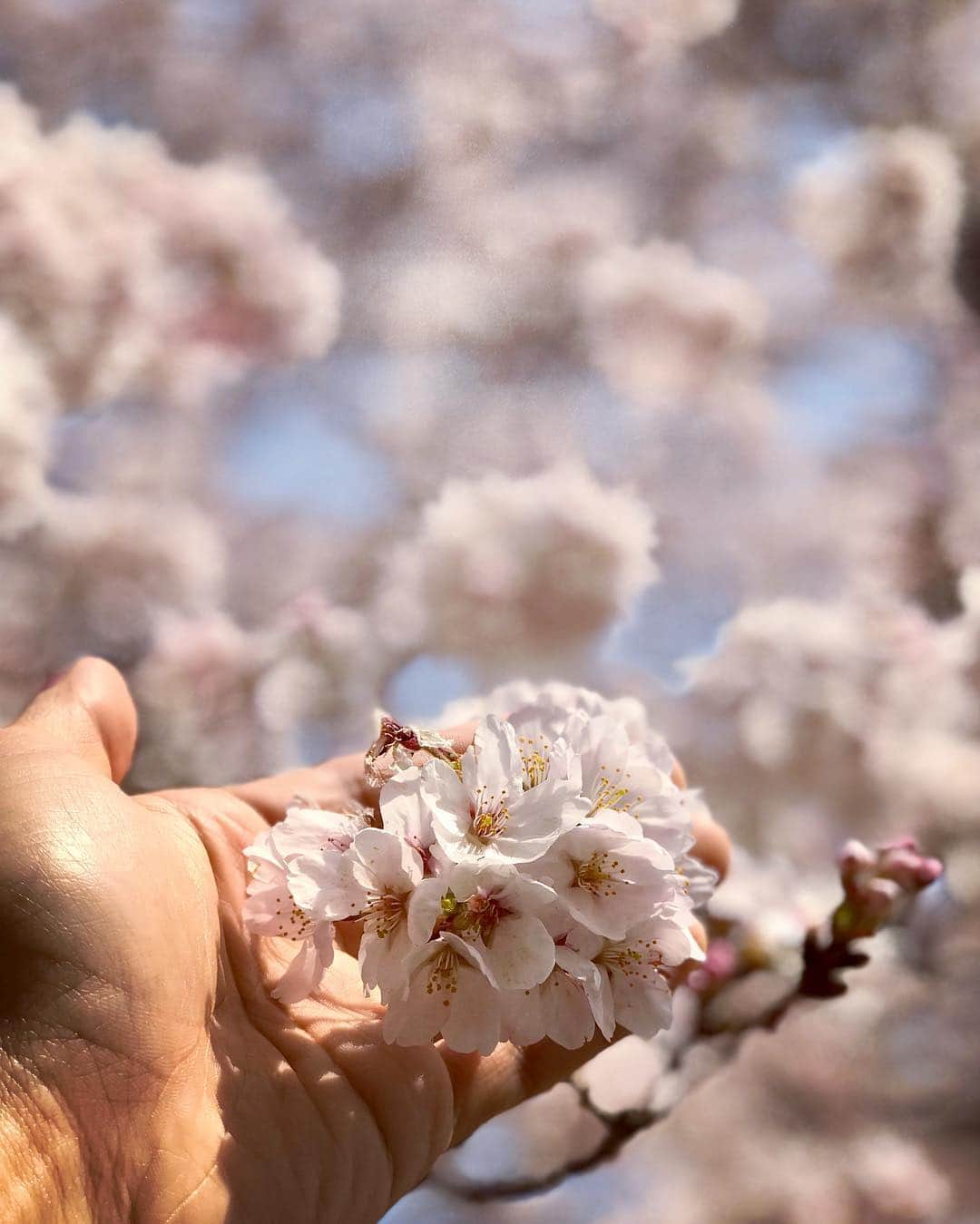 瀧澤博人さんのインスタグラム写真 - (瀧澤博人Instagram)「#桜 #花見 #sakura #春 #spring #japan #日本」4月15日 17時01分 - takizawahirohito