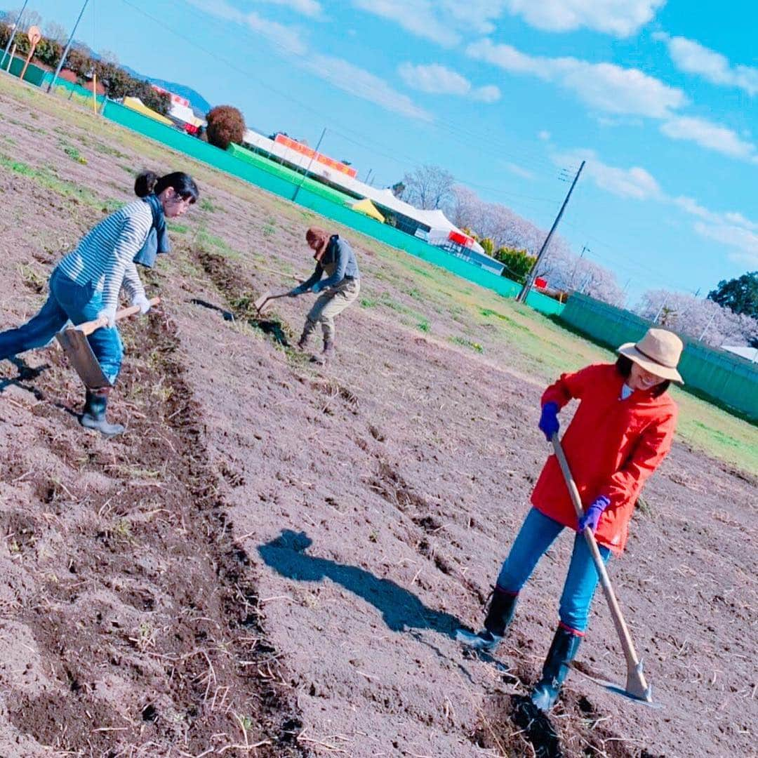 川瀬良子さんのインスタグラム写真 - (川瀬良子Instagram)「13日（土）に、 栃木県真岡市の畑に行ってきました〜🌈 『農縁プロジェクト』@nouenpj 平成最後の作業！ （動画1つ、写真6枚あります🌵） ・ まずは昨年のトマト、ピーマンなど枯れた株、 支柱の撤去。 そして、トラクターで耕して、 畝をみんなで立てて、 野菜の種まき！ ・ 種をまきながら、 仕事や恋愛、たわい無い話をするのですが、 これがまたみんなで農作業をやる 楽しみだったりもします😆👏🏻 ニンジン、スイスチャード、 レタス、バジルなどなど🌱 9畝に、みんなで種をまきましたよ〜！ 芽が出て野菜が成長したら… 畑に緑色が多くなって、 また違う景色になるんですよね～☘️ 成長が楽しみだなぁ～😊 ・ 最後に、 畑のすぐ近くの真岡鐵道のSLも見れました！ 菜の花畑と桜🌸とSL～♪ この季節にしか見られないですからね☀️ 素晴らしい👏🏻 みなさまお疲れ様でした～🌈 ・ ガッツリ農作業をしたので、 次の日もその次の日も 心地良い筋肉痛～😅 ・ 次に農縁の畑に行くときには 「令和」になってるかな～👏🏻 ワクワクしますね～🌱🌱🌱 ・ #栃木県 #真岡市 #農縁プロジェクト #農業 #agriculture #農作業 #農家 さん #畑 #トラクター #土 #畝 #畝立て #種 #種まき #野菜 #芽 #作業着 #workwear #農作業着  #農業女子 #クリフメイヤー #ソラシタ #エーグル #平成最後」4月15日 17時01分 - kawase_ryoko