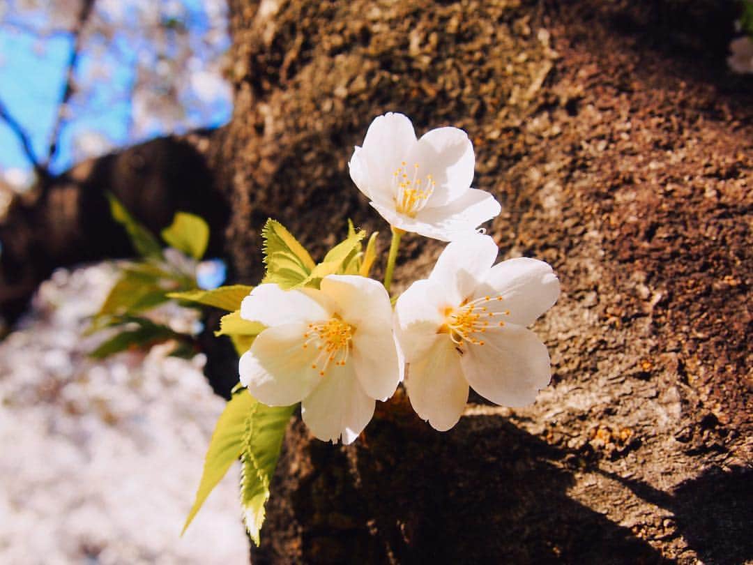 小越勇輝さんのインスタグラム写真 - (小越勇輝Instagram)「#桜 #さくら #サクラ #sakura」4月15日 17時10分 - yuki_ogoe