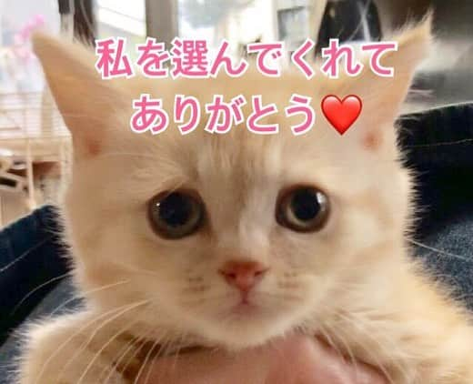 まんちの樹（マンチカンブリーダー）さんのインスタグラム写真 - (まんちの樹（マンチカンブリーダー）Instagram)「マロンベビー：マロクリちゃん。新家族さん決まりました。 お名前決めてもらいました。『モカ』ちゃんです。お名前は新家族さんからの最初の大事なプレゼント🎁。ありがとうございます❤️ #マンチカン#munchkin#スコティッシュフォールド#猫#ねこ#ネコ#ねこ部 #子猫#にゃんだふるらいふ#クリームタビー#まんちの樹#猫ブリーダー#マンチカンブリーダー#名前 #cat#kitten#kitty#cute#meow #picneko#catstagram#instacat#catlover#catsofinstagram#ilovecat」4月15日 17時13分 - machiyominoura