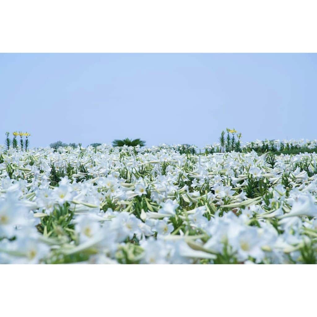 沖縄県民のおでかけ応援サイト「ちゅらとく」さんのインスタグラム写真 - (沖縄県民のおでかけ応援サイト「ちゅらとく」Instagram)「まさに、白い絨毯のよう。一面に咲く100万輪のテッポウユリを見に行きませんか。ユリの香りも楽しみです⚜️ 詳しくは、 👀伊江島ゆり祭り　ちゅらとくで検索✨ * * * #ちゅらとく #ちゅらとくおでかけ #おでかけ情報 #伊江島ゆり祭り #伊江島 #lily」4月15日 17時37分 - churatoku