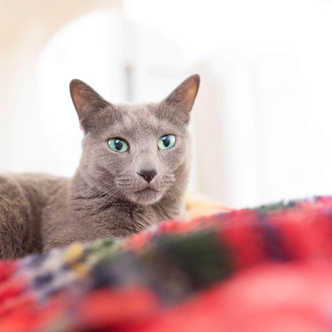 のインスタグラム：「Happy Monday ☀️😺☀️-Azu(あず). 寝起きのあずちゃん . #当面の的は大規模修繕工事の騒音😒. . #cat #russianblue #猫 #ねこ #ロシアンブルー #chat  #gato #greycat  #greeneyes #emeraldeyes #ふわもこ部 #にゃんすたぐらむ  #みんねこ  #INSTACAT_MEOWS #catstocker #meowsandwoofs #excellent_cats #meowvswoof #catsofworld #TopCatPhoto  #cutepetclub #IgAnimal_Snaps #cat_features #bestmeow #petoftoday」