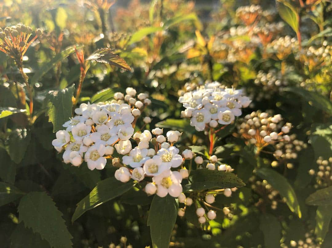 島津咲苗さんのインスタグラム写真 - (島津咲苗Instagram)「帰り道に思わず撮ってしまった写真です☺︎ 花の名前は「コデマリ」 小さな花が丸く集まって手毬のように咲くことから、小さな手毬、「小手毬」になったそうですよ🌼  #花 #コデマリ #小手毬  #花言葉 #努力 #友情 #優雅 #20190415 #flower #flowergram #instaflowers #japan #dayoff」4月15日 17時48分 - sanae_shimazu