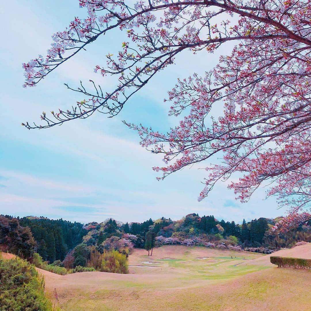 松中みなみさんのインスタグラム写真 - (松中みなみInstagram)「ついに出ましたっっ❣️❣️ ・ ベストスコア⛳️ ７９‼️ ✌️✌️✌️✌️✌️✨ ・ ・ …と言いたい所ですが 昨日のゴルフコンペは ペア戦のベストボール方式だったので この憧れのスコアになっただけ🤭 ・ 驚いた？？😆 ・ ・ 一緒に回った方が普段からすんごい上手いので レッスンしてもらいながら 贅沢な時間を過ごしました🌸✨✨ ・ ・ いつか私も79で回れるようになりたい…🥺 まずは110切りがんばりまーす🙋‍♀️笑 ・ ・ ゴルフウェアは大好きな サマンサタバサ（@samantha_golf ）の 新作ウェアだよー🌸✨ ・ トレンドのラベンダーカラーのニットと フリフリのスカートが可愛いぃ😍💕💕 ・ ・ ・ #ゴルフ #ゴルフコンペ #ゴルフ女子  #ゴルフウェア #ゴルフコーデ  #サマンサタバサ #サマンサゴルフ  #ラベンダーカラー #春コーデ  #まだ桜咲いてた 🌸 #golf #ペアスクランブル  #松中みなみ」4月15日 17時52分 - minami_matsunaka