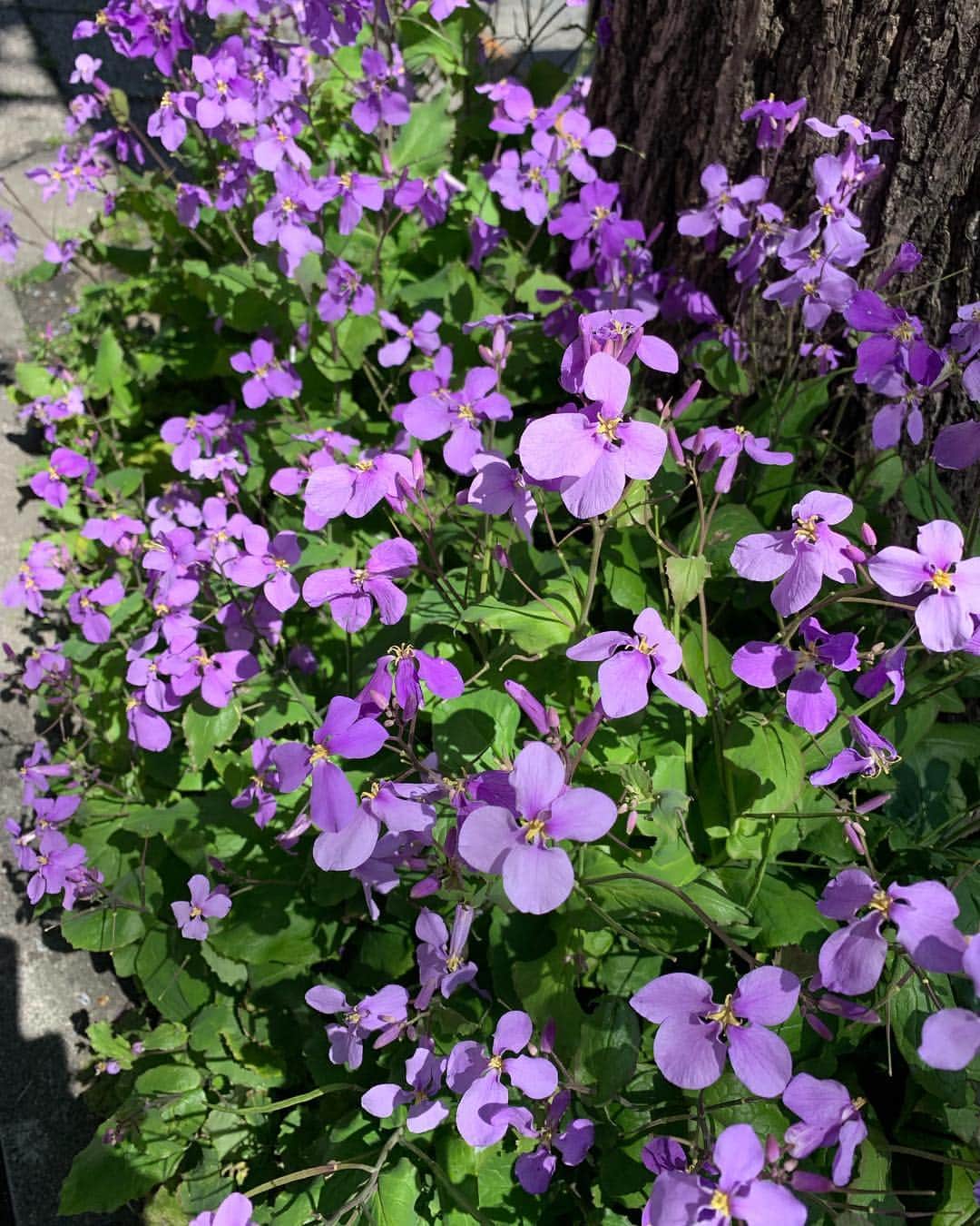 樹里咲穂さんのインスタグラム写真 - (樹里咲穂Instagram)「今日は春らしい陽気でしたねー🌷 お花が綺麗でした💕💕 これはスミレかなー？？」4月15日 18時00分 - juripyon1028