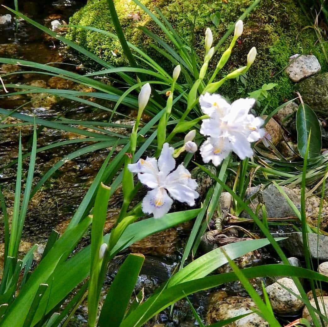 グランドプリンスホテル新高輪さんのインスタグラム写真 - (グランドプリンスホテル新高輪Instagram)「.﻿ 【新緑の季節は】﻿ 日本庭園の水辺にアヤメ科の多年草であるシャガが咲きました。みずみずしい新緑に映える白色が美しいです。﻿ ﻿ Fringed iris, a perennial herb of the iris family, is blooming at the waterside in our Japanese garden. The whiteness shining through the lush greenery is beautiful.」4月15日 18時02分 - grandprincehotel_shintakanawa