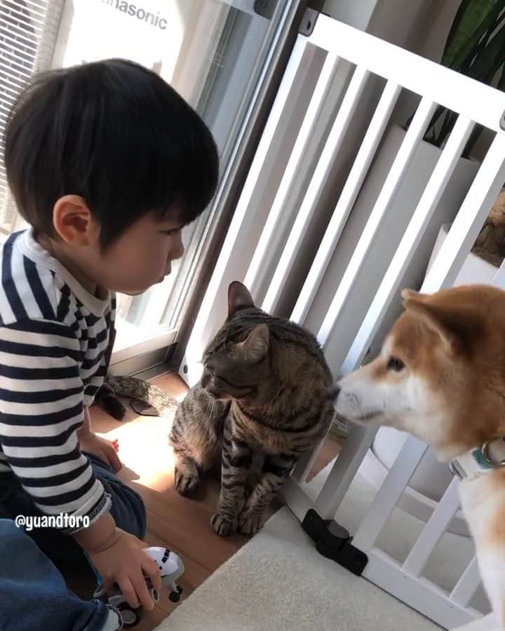 ゆうとろ（柴犬ゆうと猫のとろ）のインスタグラム