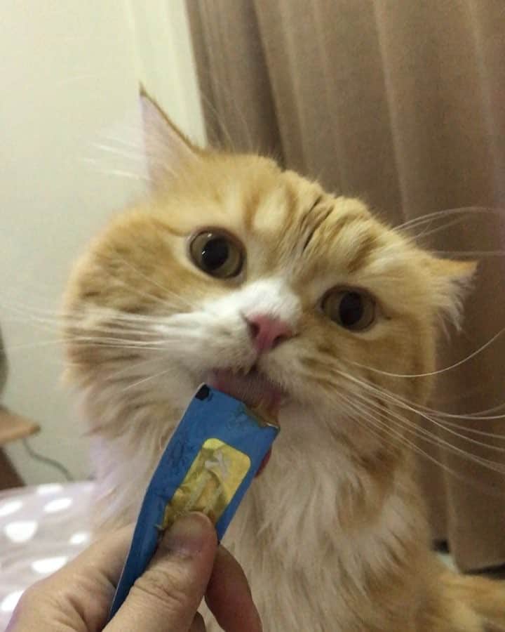 Haruのインスタグラム：「Snack time we love. 💗 #alex」