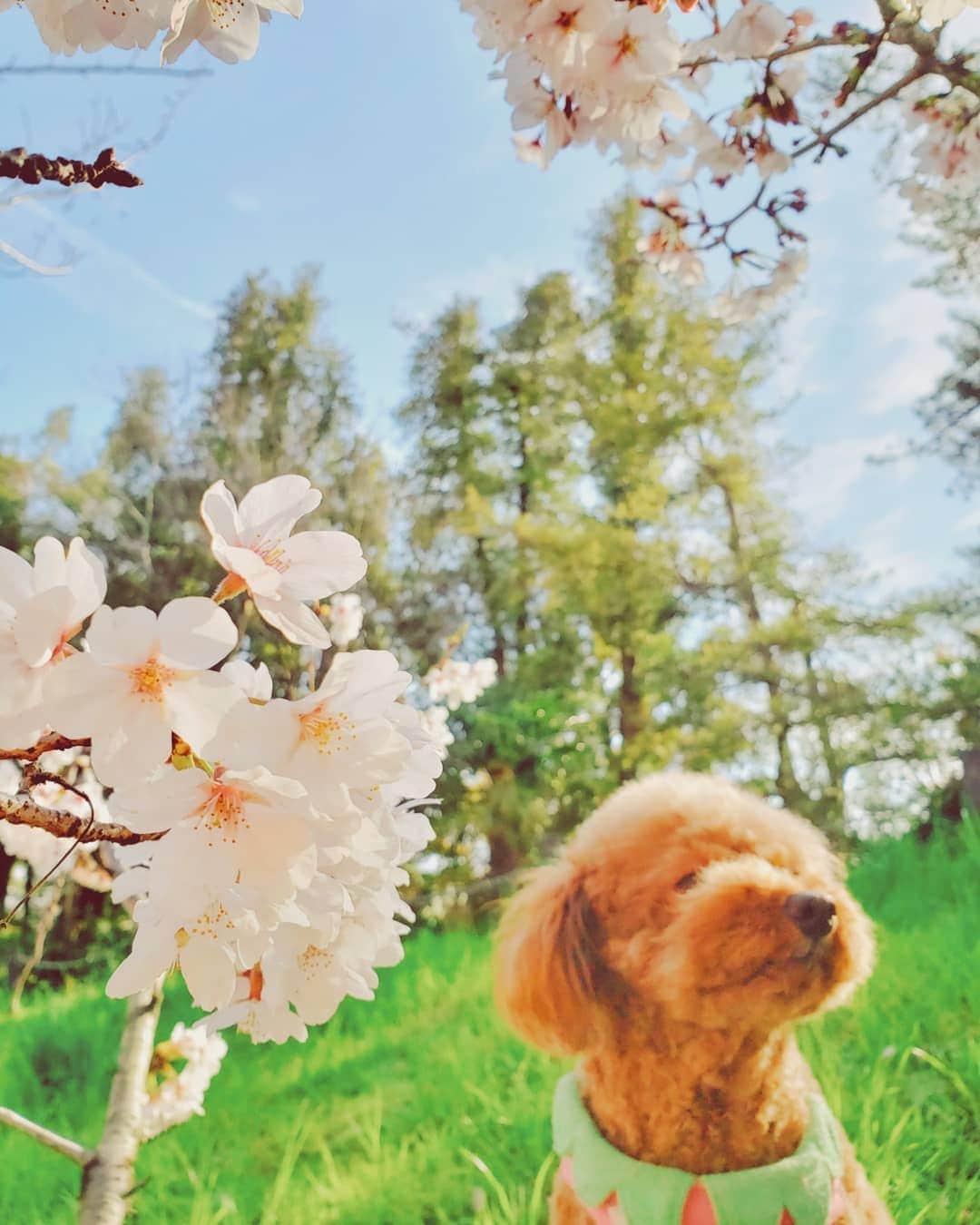 天霧真世さんのインスタグラム写真 - (天霧真世Instagram)「· 🐶🌸 · 今年も一緒に桜を見に行きました😊✨ · #トイプードル#桜#2019 #toypoodle#cherryblossom#🐶#🌸 · 🌈@mayomayo.com_ 💎@mayosacise.official ·」4月15日 18時11分 - mayomayo.com_