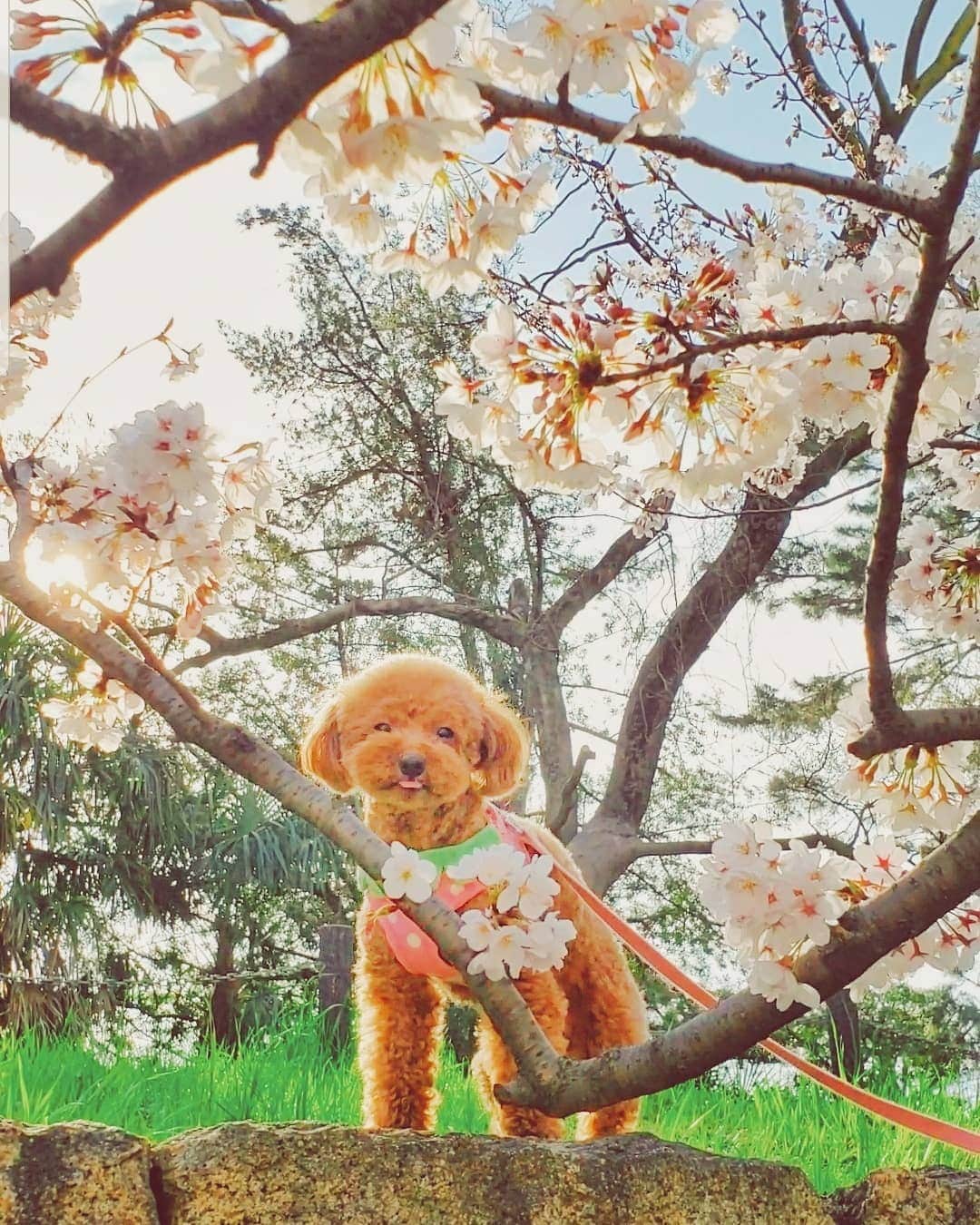 天霧真世さんのインスタグラム写真 - (天霧真世Instagram)「· 🐶🌸 · 今年も一緒に桜を見に行きました😊✨ · #トイプードル#桜#2019 #toypoodle#cherryblossom#🐶#🌸 · 🌈@mayomayo.com_ 💎@mayosacise.official ·」4月15日 18時11分 - mayomayo.com_
