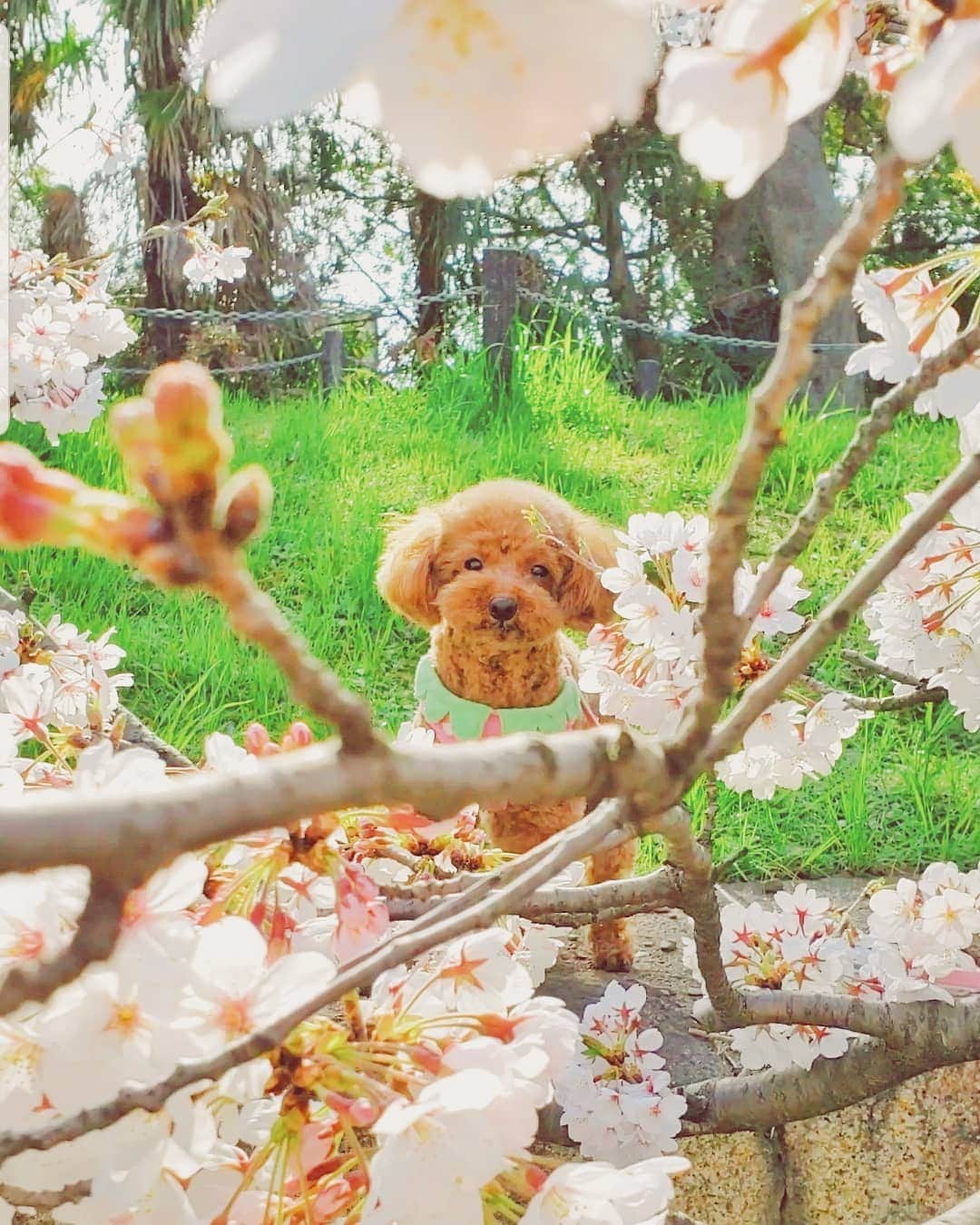 天霧真世のインスタグラム：「· 🐶🌸 · 今年も一緒に桜を見に行きました😊✨ · #トイプードル#桜#2019 #toypoodle#cherryblossom#🐶#🌸 · 🌈@mayomayo.com_ 💎@mayosacise.official ·」