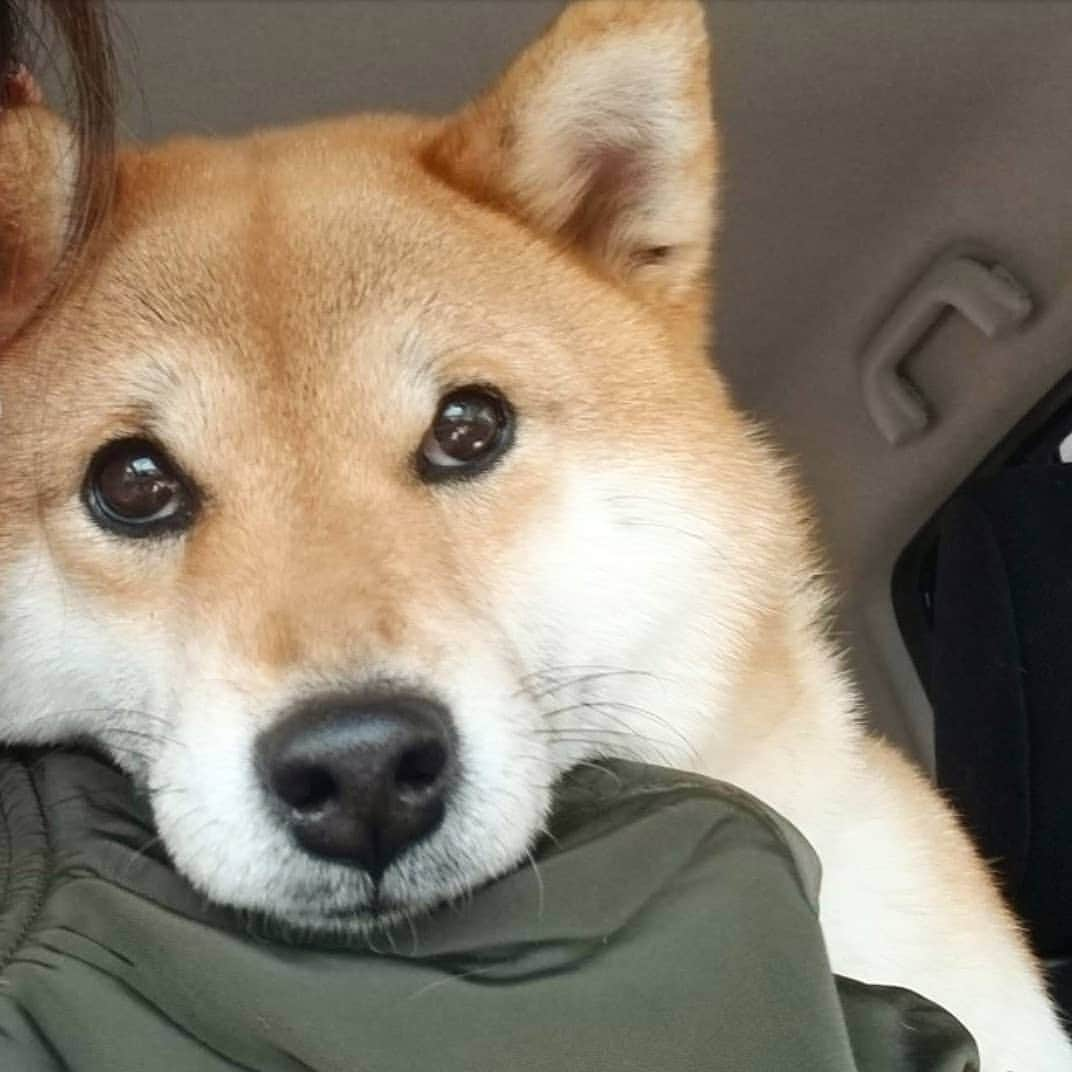 柴犬たま Shibainu Tamaさんのインスタグラム写真 - (柴犬たま Shibainu TamaInstagram)「注射が怖すぎて甘えたくなったらしい💓 * Caption trans🇬🇧 Sometimes I want to be spoiled💓 * #柴犬たま #たママ #ドライブ #あご乗せ #急に甘えてくる #可愛いやつ #ツンデレ #柴犬 #shiba #shibainu #shibastagram #犬 #dog」4月15日 18時14分 - tama7653