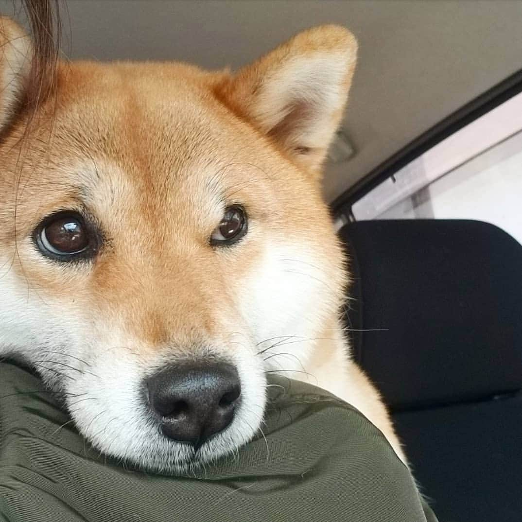 柴犬たま Shibainu Tamaのインスタグラム