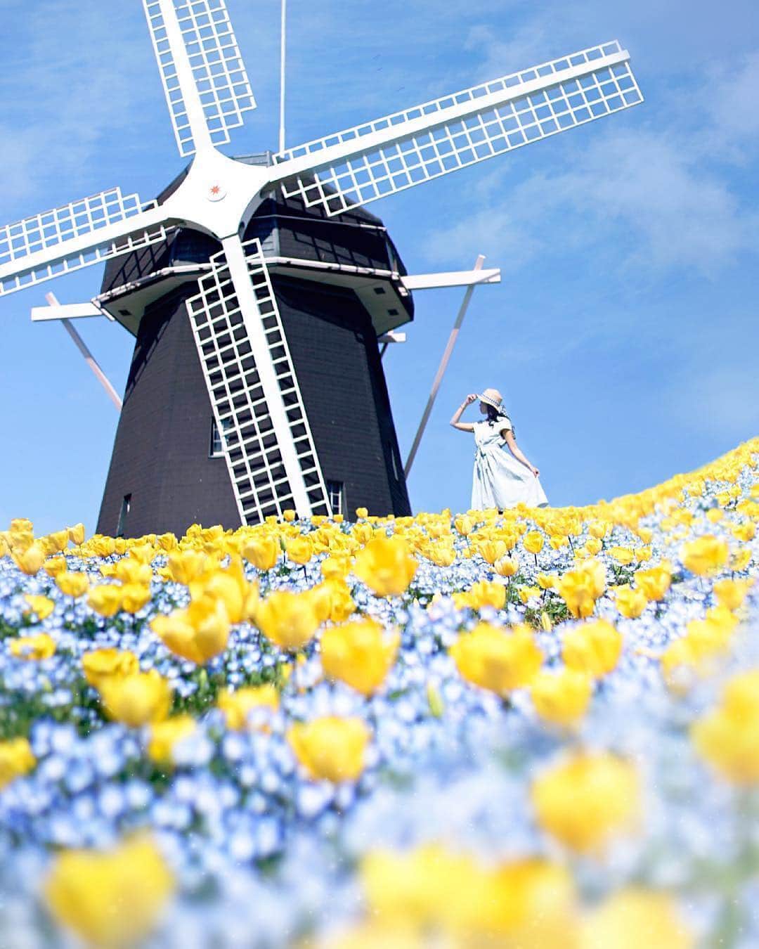 のインスタグラム：「こんばんは😊 「春」を楽しんでいるお写真は 「#タビジョ」とあわせて 「#tabijyo_spring」でお待ちしてます🌸 本日はこちら💕 ＊＊＊＊＊＊ 📸@lulu_cameraさん 🚩大阪・「花博記念公園鶴見緑地」 🎙ご本人コメント ネモフィラとチューリップ 桜に負けじと満開です💙💛 ゆっくりと回る風車が青空に映えて 爽やかな気分になれました😊✨ * . Location▫︎Osaka ＊＊＊＊＊＊ 「色とりどりの春」ステキな光景ですね😆 素敵な瞬間をありがとうございます💝 ＊＊＊＊＊＊ #タビジョ #タビジョと繋がりたい #tabijyomap_osaka #tabijyo_spring」