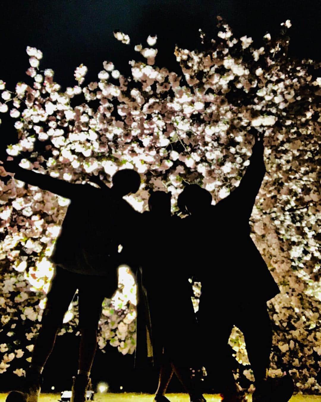 ミッチーのインスタグラム：「憲真さん @kenshin.japan にご招待頂いて桜を見る会のナイトパーティーに行ってきました！ ホログラムを使ったショーでめっちゃかっこよかったです 世界観素敵だなぁ ちょっとだけど動画載せちゃう！ 現地でmisonoちゃん @misono_koda_official と出店のいなり寿司(銀座白金やさん美味)やらソーセージやら焼き芋やら餅やら(ほぼほぼ俺が食べました笑)食べて 何だか祭り気分も味わえたしとっても楽しかった！ 素晴らしい空間でした 本当にありがとうございました！！ 3人で夜桜の前でいい写真撮れたよ 絵みたいだ」