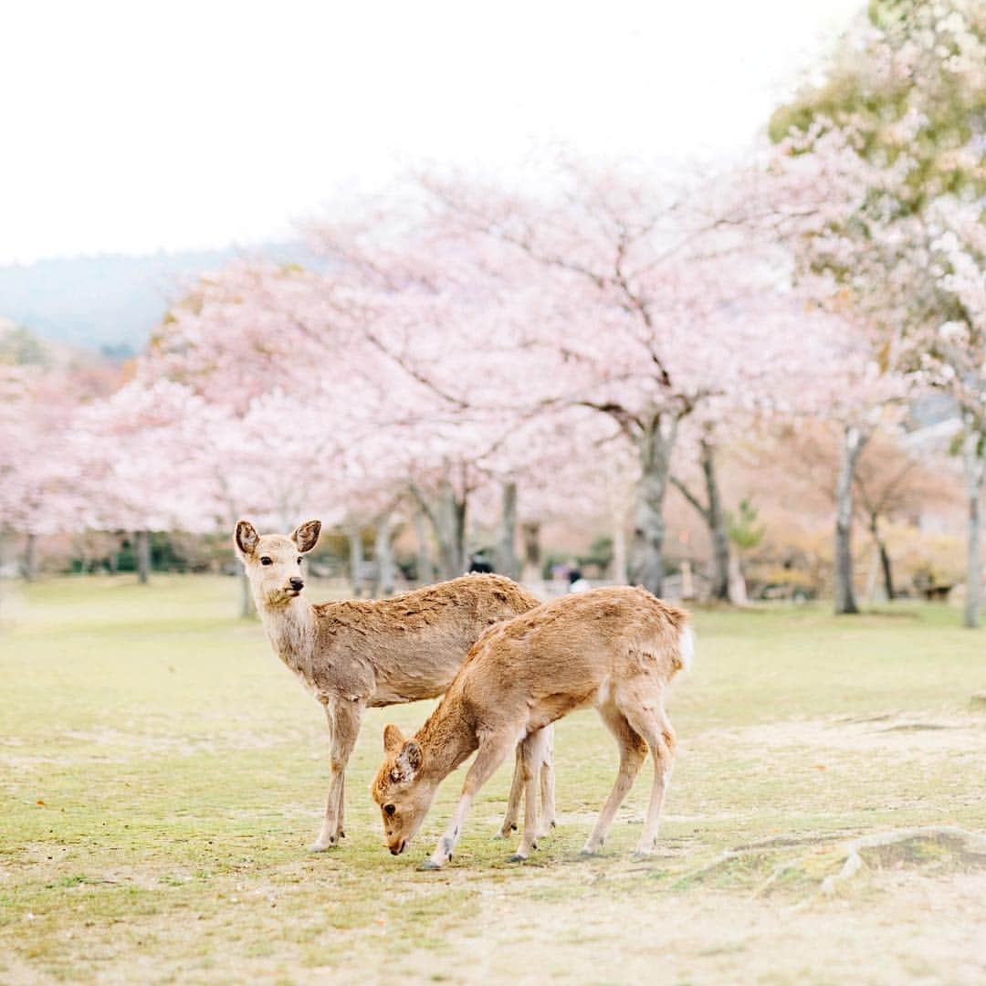 fuka_09さんのインスタグラム写真 - (fuka_09Instagram)「﻿ #わたしは奈良派﻿ ﻿ ﻿ 同じ場所でも季節で﻿ 違った景色が見られる﻿ 日本が好きです 🍃﻿ ﻿ #nara #奈良旅 #奈良公園」4月15日 18時48分 - fuka_09