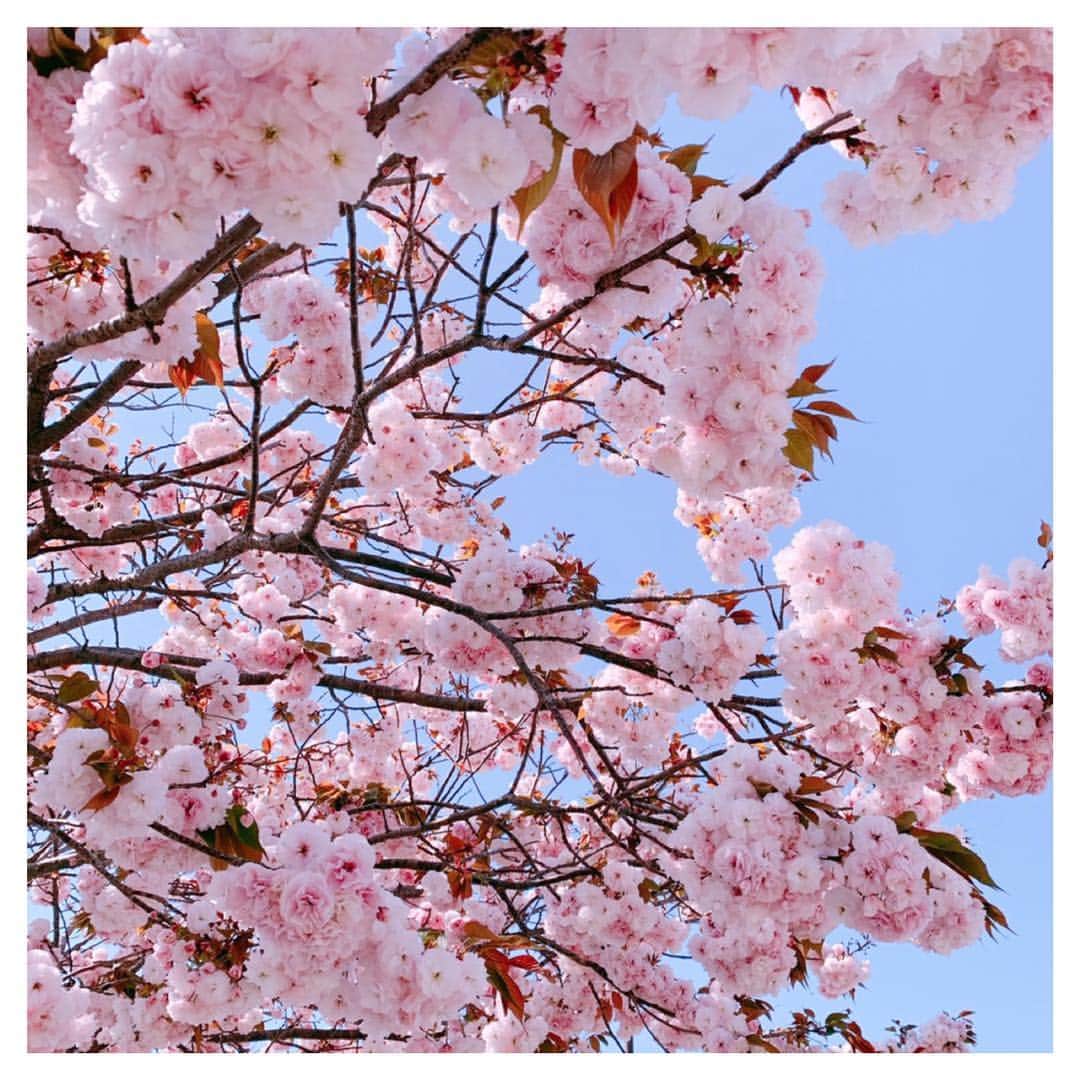鎌田大祐（かまだだいすけ）さんのインスタグラム写真 - (鎌田大祐（かまだだいすけ）Instagram)「近所の八重桜🌸春だね〜！ 新社会人、新入生…環境が変わるときは早すぎて、がむしゃら。  良くも悪くもその瞬間に自分では気付かない。  去年の春、何してた？  僕は相変わらず、花粉症です。🤧 #八重桜 #fukuoka #yaezakura #spring #鎌田大祐」4月15日 18時52分 - daisukekamada_official