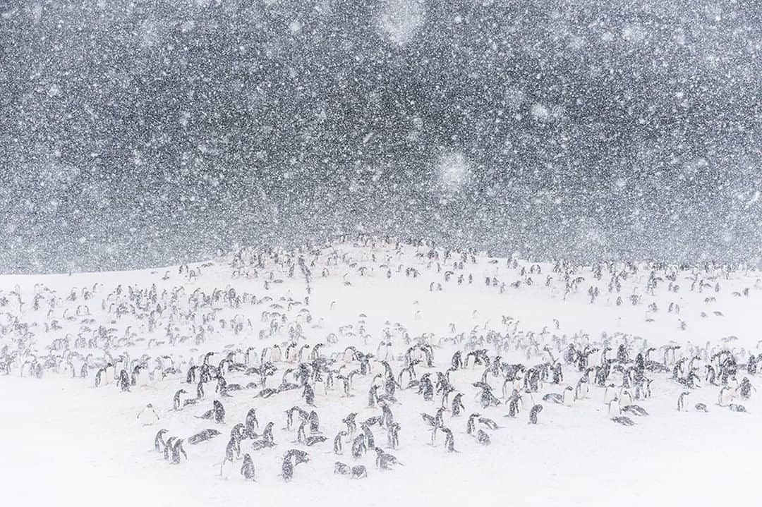 National Geographic Travelさんのインスタグラム写真 - (National Geographic TravelInstagram)「Photo by @DaisyGilardini | I captured this image of a gentoo penguin colony in a snowstorm on Pleneau Island in the  Antarctic Peninsula in November, 2015. I was feverish that morning with flu, and so didn't go out on the ship's first landing of the day. I chose instead to stay in bed and ride out the bug. I couldn't get any rest, though. I tossed and turned,  knowing I was missing out on a great  storm. Finally, I decided to go out in the afternoon, no matter what. Once on dry land, I hardly made it up the hill, I was huffing and coughing so much. Reaching the top of the hill, I started working a couple of penguins, who were courting. The wind picked up and a strong gust almost knocked me over. At this point, I realized it wasn't really that wise to be out there, considering my cold. I thought it would be wiser to return to the warmth of my bunk in the ship. I started packing up my gear and, when I turned around to descend the hill, this is what appeared before me. In a blink of an eye, I forgot about the fever, forgot about the cold, forgot about the discomfort. It was one of my most memorable shots of the entire expedition, and I was the last one to leave the site to go back to the ship. Perseverance always pays off. Follow me @daisygilardini for more images and behind-the-scenes stories. #Antarctica #penguins #climate_change #penguins #gentoo #gentoopenguins」4月15日 19時02分 - natgeotravel