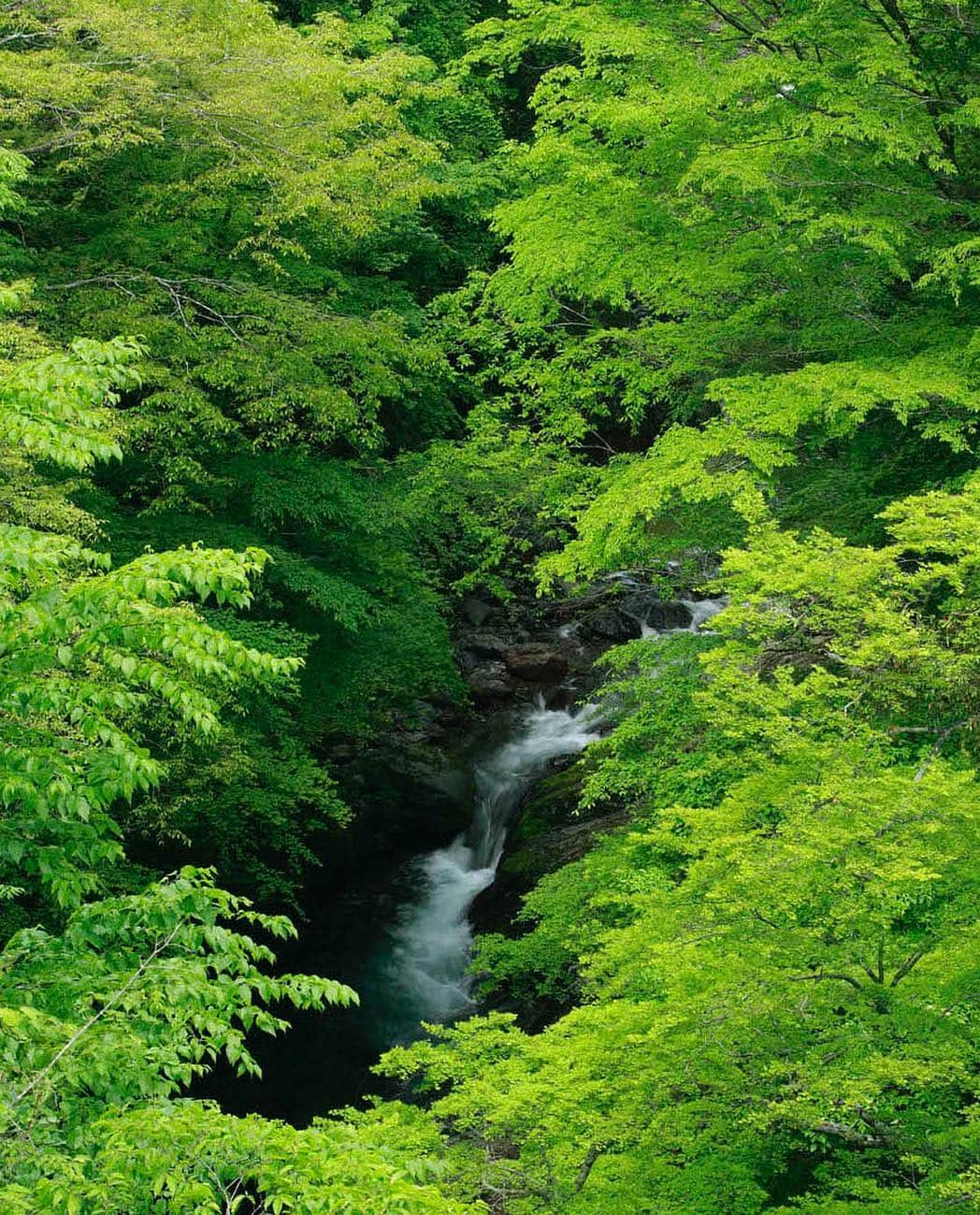 Visit Wakayamaさんのインスタグラム写真 - (Visit WakayamaInstagram)「. Spring brings a burst of fresh green to the forests around #Koyasan.  Share your stories with #visitwakayama and @visitwakayama for a chance to be featured!」4月15日 19時06分 - visitwakayama