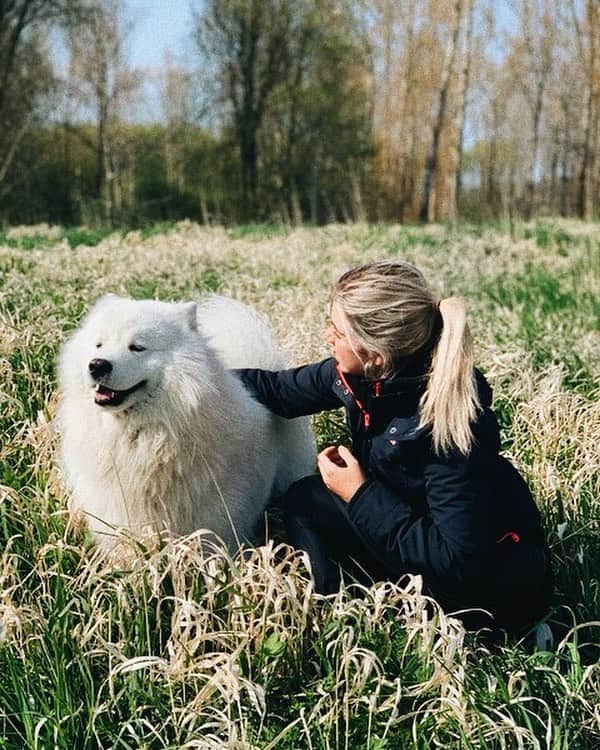 ニキ・ヴォリーズのインスタグラム：「A good boi and a bad boefie... ‘ ‘ ‘ ‘ ‘ #goodboi #doggo #goodboy #gooddog #samoyed #fluffball #fluffydog #silky #cute #pretty #beautiful #blondegirl #dogandfriend #grassfields #us #love #bestfriends #instagood #instamood #portrait #nature #happy」