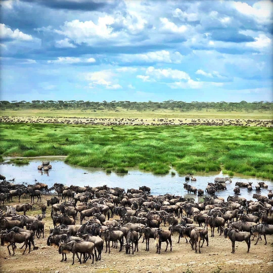 Lonely Planetさんのインスタグラム写真 - (Lonely PlanetInstagram)「#LonelyPlanet author @i_mahapatra captured this stunning scene of migrating wildebeest while exploring #Tanzania's #Serengeti National Park. Making their way from the Savannah of Masai Mara in #Kenya to these lush, Tanzanian plains, the wildebeest en masse are quite the sight to behold. 🇹🇿」4月15日 19時31分 - lonelyplanet