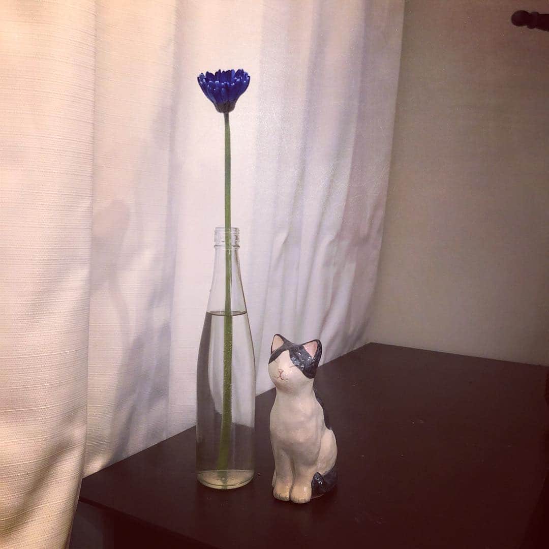 美甘子さんのインスタグラム写真 - (美甘子Instagram)「仕事帰りに青いガーベラを一輪買いました。濃い青で綺麗。飛騨高山のお店で購入した、陶器の猫と一緒に。 #伊藤育美 さんという作家さんの作品。」4月15日 19時25分 - rekish_mikako
