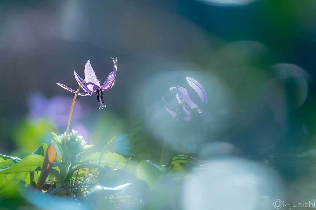 花の写真館のインスタグラム：「Photo by 木村順一.⠀ https://www.facebook.com/profile.php?id=100011358320955⠀ .⠀ Original Post[投稿頂いたURL]⠀ https://www.facebook.com/photo.php?fbid=980094949045773⠀ .⠀ 本アカウントは、 #私の花の写真 をつけてInstagramに投稿された皆さまの花の写真や、「花の写真館」Facebookページで投稿された花の写真を紹介します。⠀ 「花の写真館」Facebookページは、「 @floral.photograph 」のプロフィールにあるURLからご覧ください。⠀ .⠀ #花の写真館 #floralphotograph #floralphoto #flower #flowers #富士フイルム #FUJIFILM⠀ Follow: @floral.photograph」