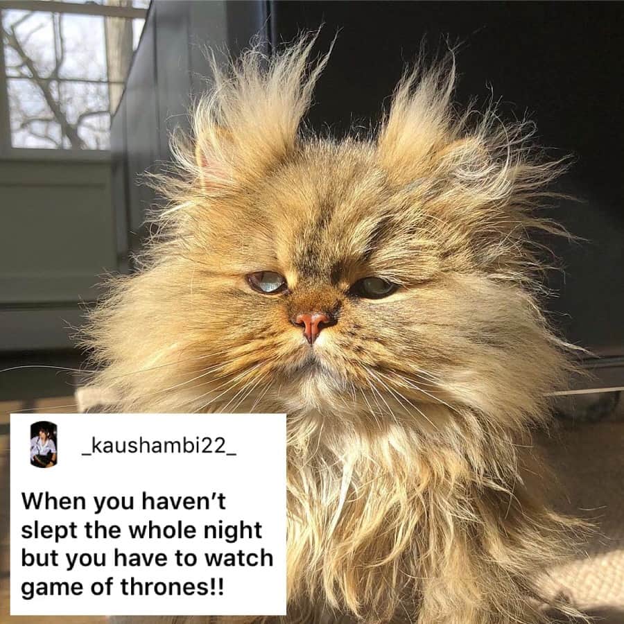 9GAGさんのインスタグラム写真 - (9GAGInstagram)「Literally me this morning. - How would you meme this? Leave a comment below. Stay tuned to our IG story so you won’t miss the next “Meme This”! - 📷 @barnaby_persian - #memethis #9gag」4月15日 19時33分 - 9gag