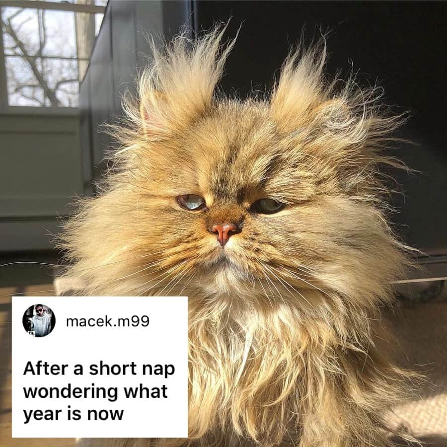 9GAGさんのインスタグラム写真 - (9GAGInstagram)「Literally me this morning. - How would you meme this? Leave a comment below. Stay tuned to our IG story so you won’t miss the next “Meme This”! - 📷 @barnaby_persian - #memethis #9gag」4月15日 19時33分 - 9gag